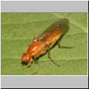 Psila fimetaria - Nacktfliege 02 8mm Deister.jpg